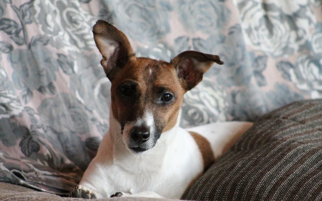 6 Ways to Transform Your House with Pet-Friendly Home Renovations